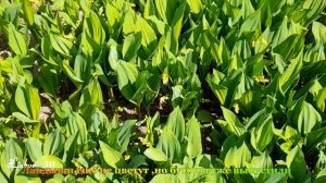 Весна. Красивые тюльпаны ,как розы. 22.05.2023г.