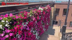 Белгородская «Школа 21» расцвела