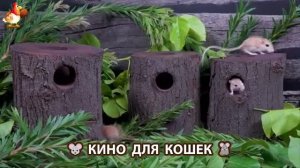 Видео для кошек про крысок развлекать питомцев 🐭🐀😂 (194)