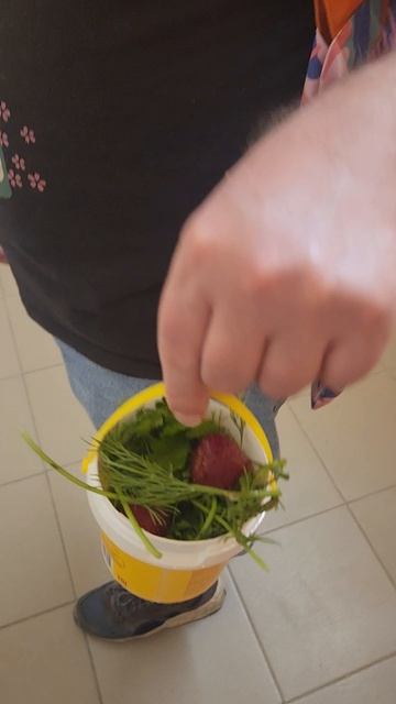Пошёл к морским свинкам
