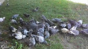 Кормим голубей