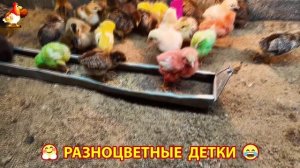 Цыплята и утята милые пушистики растут на радость хозяину (61)