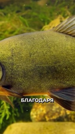 🤔🐟 Как рыба-доктор исцеляет себя и других