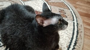 том (извините что в середине звук пропал=(