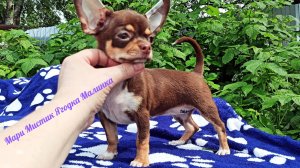 #Скидки 50,% до 10/07/25 #ценаввидео Ягодка Малинка Др 15.04.25 #куплю 89215950848