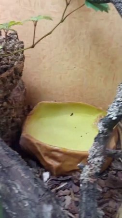 Змеи Ленинградского зоопарка. #14.  Серый лазающий полоз (Pantherophis obsoletus).
