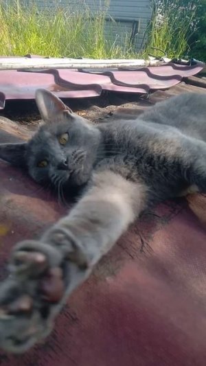 Кайф от котика