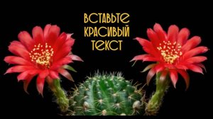 Цветы кактуса распускаются футажи для видеомонтажа free