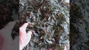 замороженные листья иван-чая
