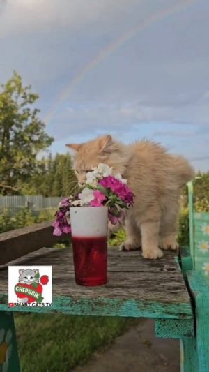 Если тебе будет грустно 👉 🌞🌈💓💐😻