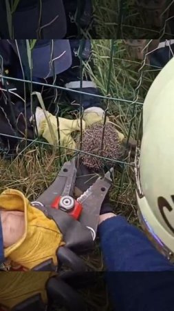 🦔В Ферганском проезде в прутьях на собачей площадке застрял ежик🦔