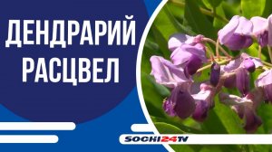 Дендрарий Сочи расцвел яркими красками и ароматами июля