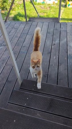 Котик в ленту 😽 кличка Кефир 🙂