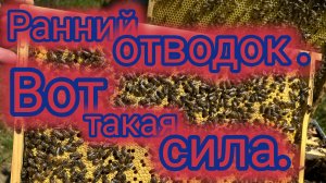 Ранний отводок.Вот такая сила