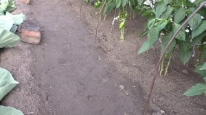 Обрезка перцев