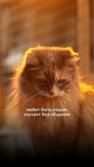 Знакомьтесь — это величественный Лорд!
