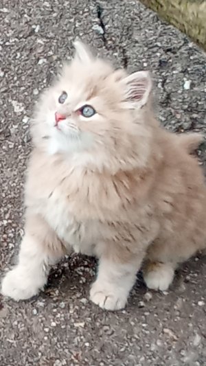 Мой любимый котик 😸😸😺