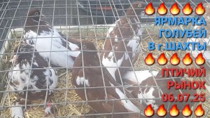 🔥🔥🔥 06.08.25. Птичий рынок в г.Шахты. Сборная ярмарка голубей. Pigeons Fair. Bird Market.