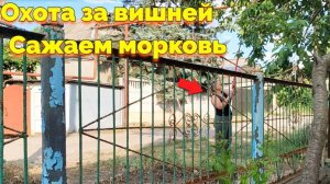 ОХОТА ЗА ВИШНЕЙ / САЖАЕМ МОРКОВЬ (12 СЕРИЯ)