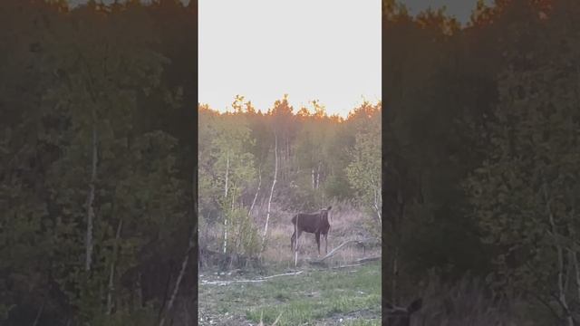 Лось у дороги в Мещерском национальном парке