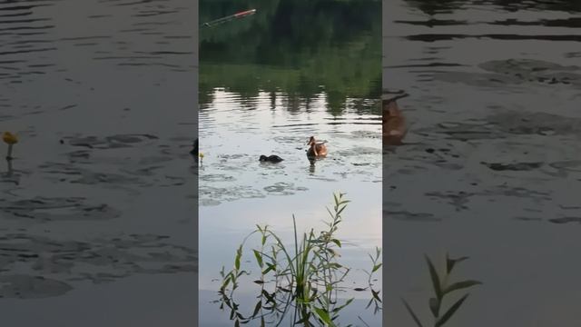 утки