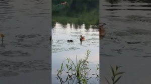 утки