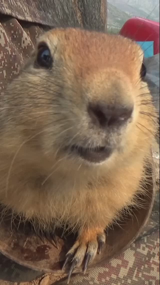 Колымские евражки