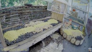 Добрая кормушка  наполнена но сойка предпочитает орешки