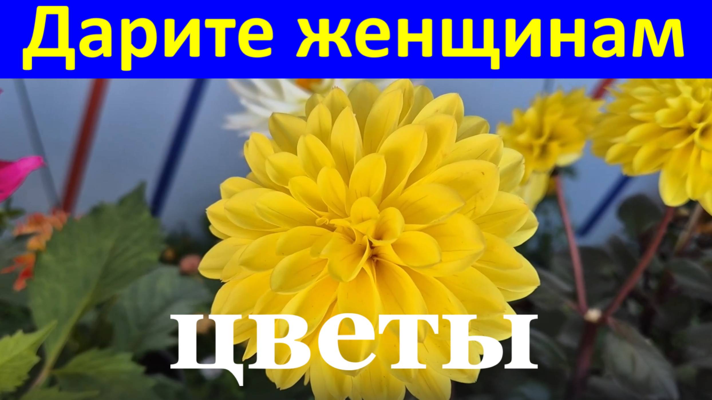 Песня Дарите женщинам цветы Песни про любовь