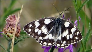 🦋Красивая мраморная белая "Бабочкa"🦋🌸#сезонконтентаRUTUBE #Спецпроект #Сезон #контента #RUTUBE