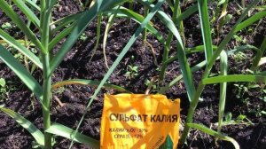 Заключительная подкормка чеснока для крупной головки #чеснок #подкормки