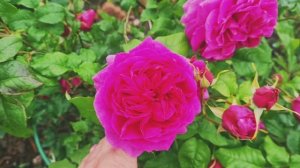 ЦВЕТУТ РОЗЫ НЕ СМОТРЯ НА НЕПОГОДУ 08.07.25г.🌹💖ЛЕНОБЛАСТЬ.
