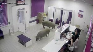 🐷Очень неожиданные клиенты пришли за заказом в ПВЗ🐷