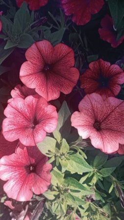 🌸🌺