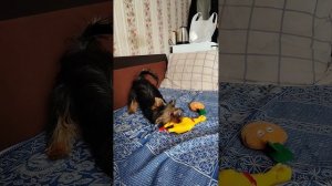 петуха обезглавили