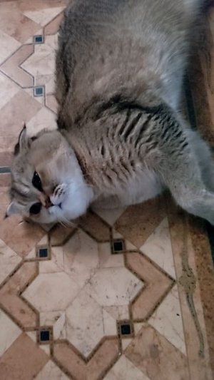 котик Отдыхает.