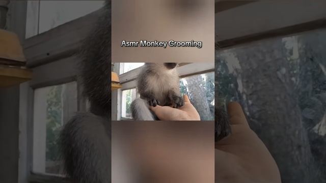 ASMR Monkey.mp4