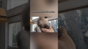 ASMR Monkey.mp4