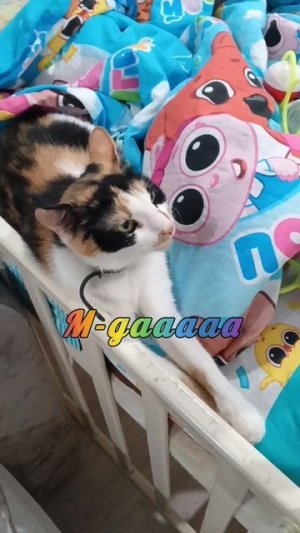 С Днём Семьи,Любви и Верности 🤗🫶😊!!!#кошки #котики #смешно #прикол #яппи #yappy #топ #рек #хочувтоп