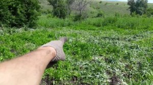 Пропалываю петрушку и клубнику сорта Мальвина