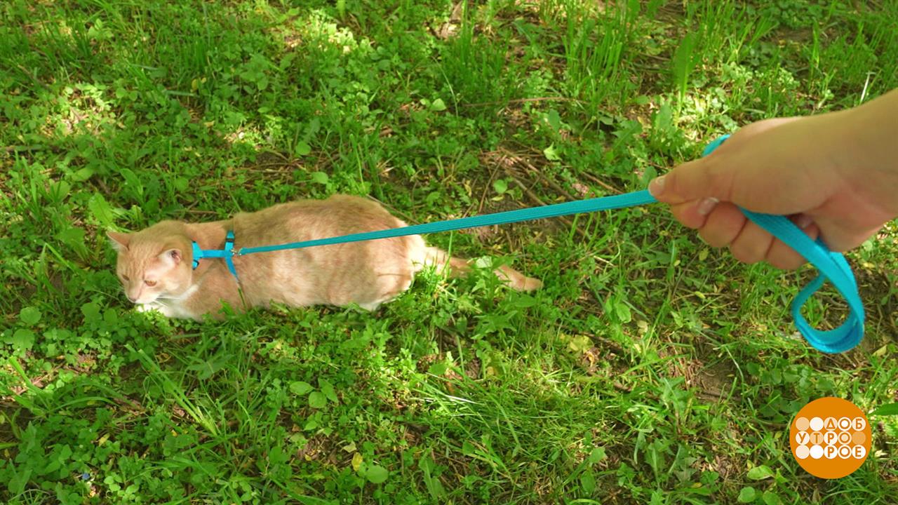 Котик, гуляй сам по себе! Но на шлейке... Доброе утро. Фрагмент выпуска от 08.07.2025