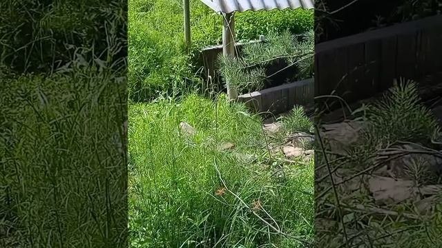 8 июля. Ну как без ромашек. По дороге к роднику