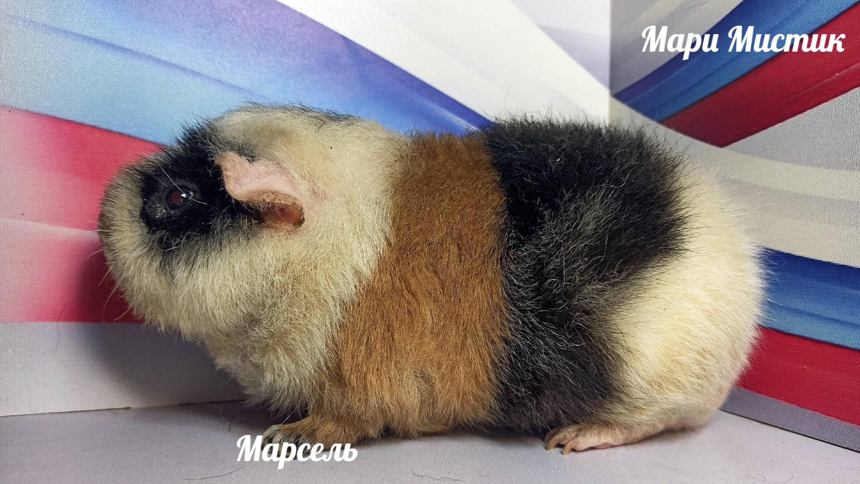#НЕ_продаю Марсель папа многих поросят нашего питомника #американскийтедди