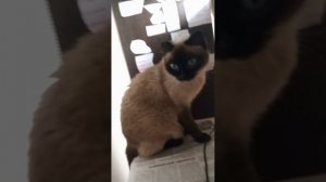 Художник должен быть МРЯВ