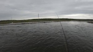 Начало сезона. Хариус на нимфу(огруженную мушку)