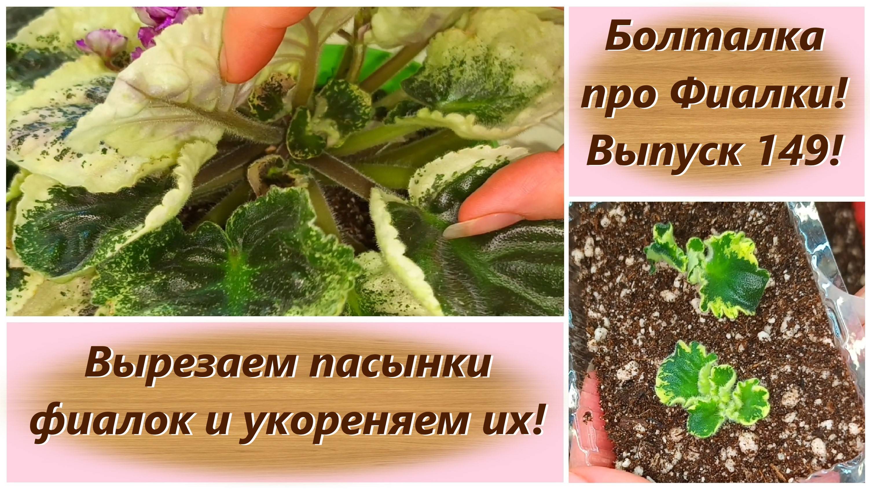 Болталка про Фиалки! Выпуск 149! Вырезаем пасынки фиалок и укореняем их!
