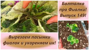 Болталка про Фиалки! Выпуск 149! Вырезаем пасынки фиалок и укореняем их!