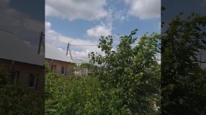 Рой неизвестных насекомых