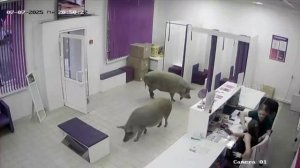 В Москве две огромные свиньи пришли за "заказами" в WB, перепугав сотрудниц пункта выдачи.