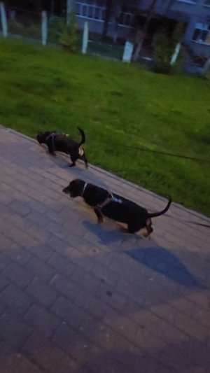 #reels #short #shorts #margo #dog #dogs #doglife #dogshort #dogvideo #respect #surprise